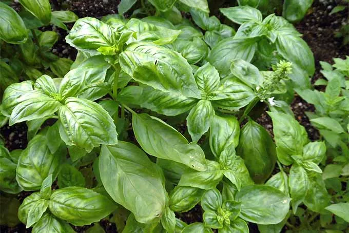 semina basilico