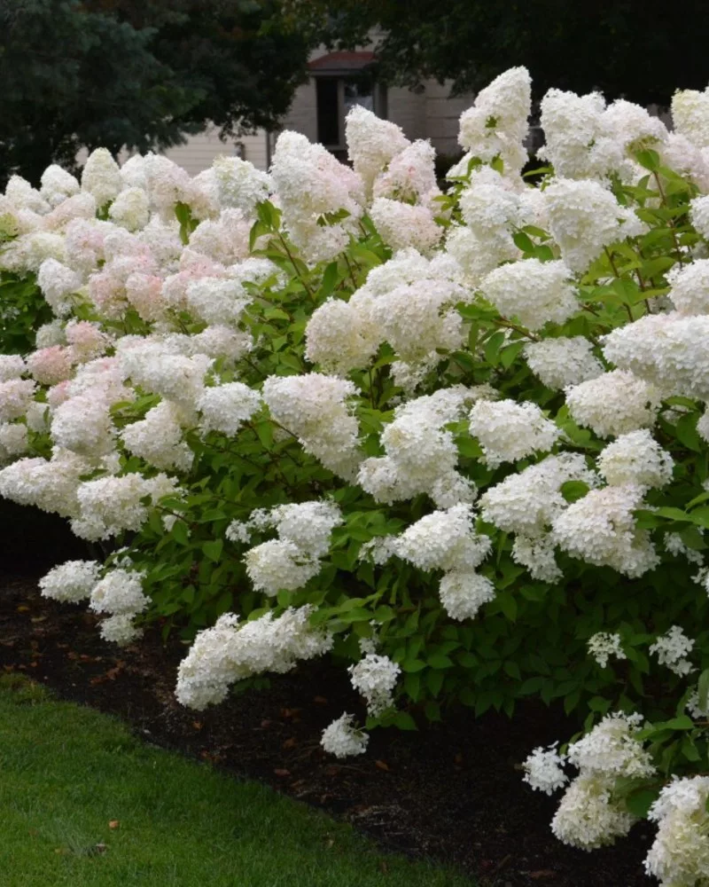 paniculata hydrangea