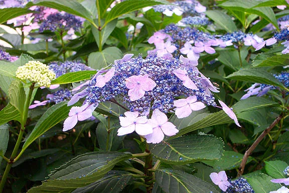 serrata hydrangea